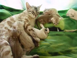 Magic Bengal Cattery - Blitz & babies