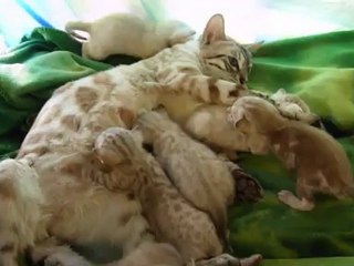 Magic Bengal Cattery - Blitz & her snow babies