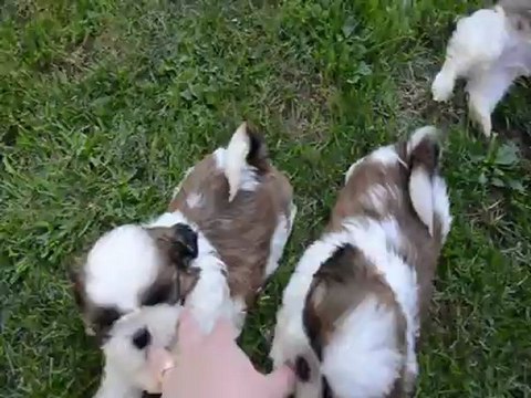 Chiots de Geisha dans le jardin (7 semaines)