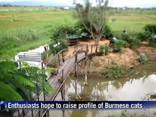Burmese cats pounce back in Myanmar