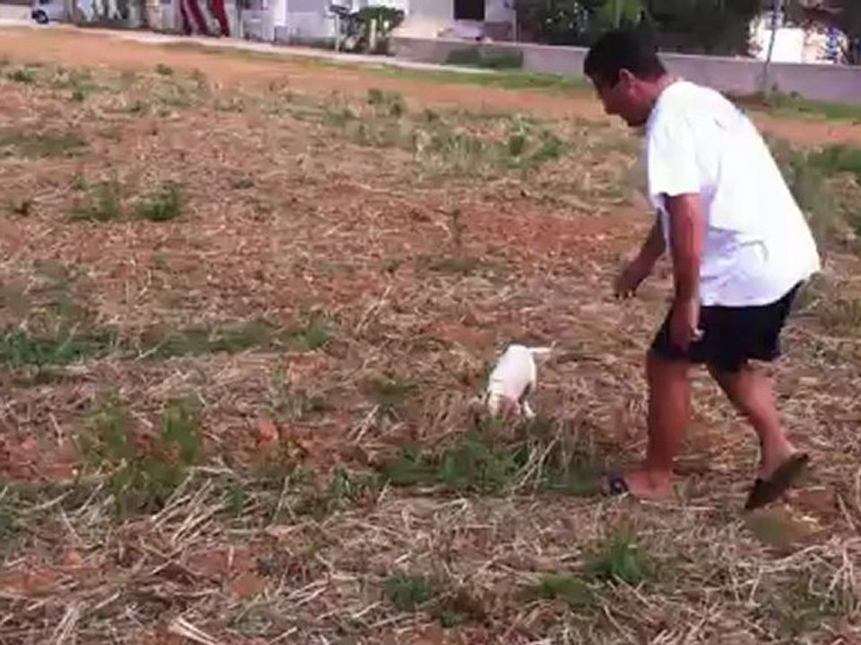 chiot de 2 mois arret sur caille chienne de elevage du mas des vernets