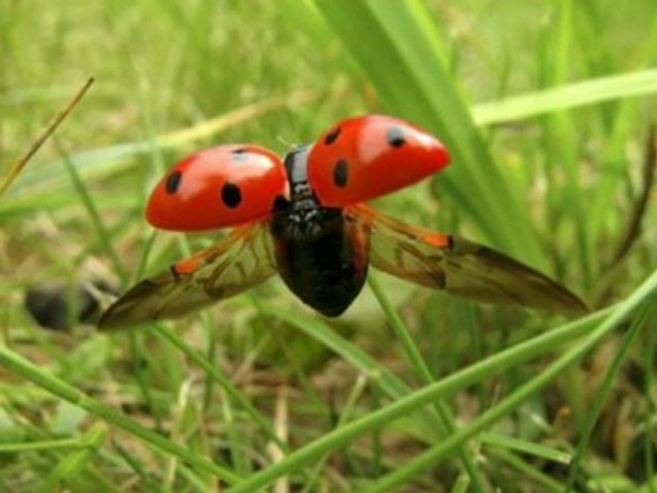 Belle demoiselle