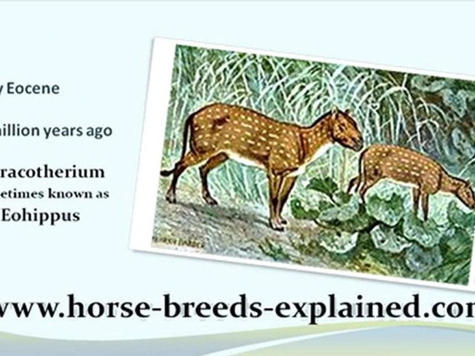 A Fast History of the Horse