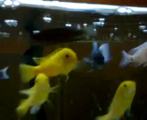 Video0021