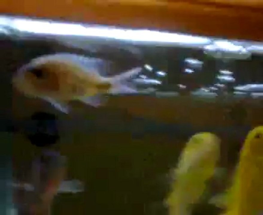 Video0022