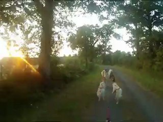 entraînement quad avec 12 chiens