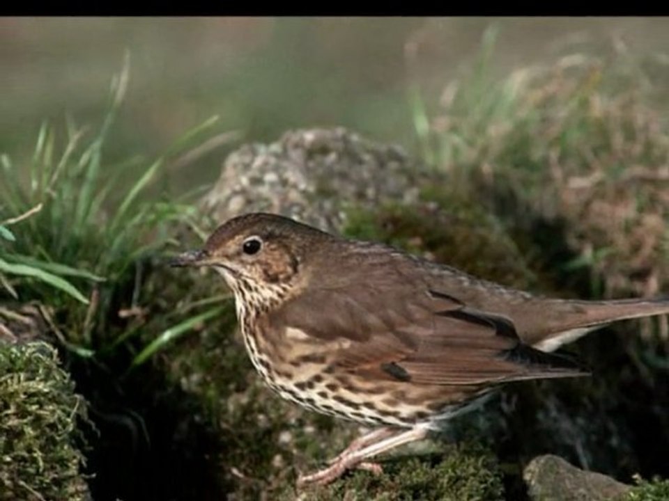 Des Grives aux Loups (images *Ode*)