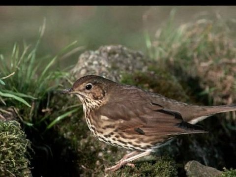 Des Grives aux Loups (images *Ode*)