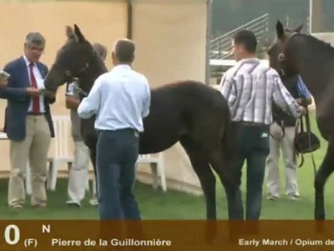 Show AQPS 2012 : Section 1 - Jeunes Foals femelles