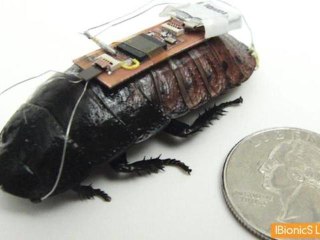 Remote-Controlled Cockroach Trained to be First Responder