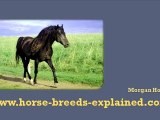 Horse Breeds Explained Gaited Horses