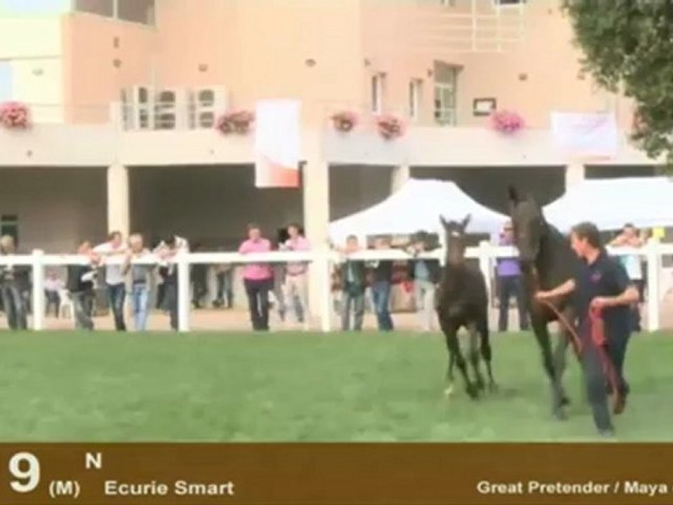 Section 2 - Jeunes Foals Males