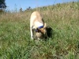 American Staffordshire Terrier Mâle