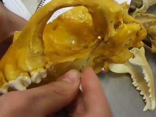 Anato I  Agujeros del craneo