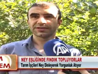 NEY EŞLİĞİNDE FINDIK TOPLUYORLAR