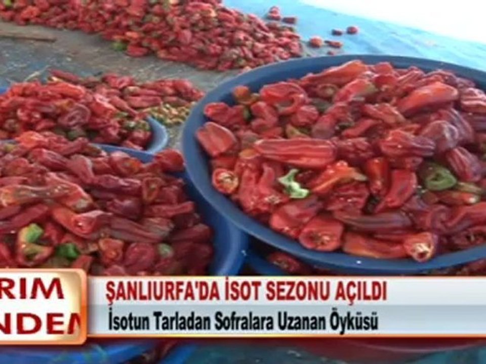 ŞANLIURFA'DA İSOT SEZONU AÇILDI