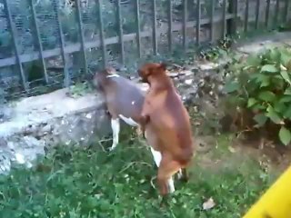 SESLİMANKEN  GÖKSU şooov cu  ve köpekle ilişkisi izle boşal
