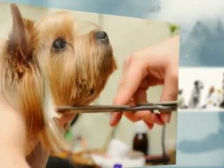 Bobbie Jeanne's Pampered Pets - (813) 788-3538