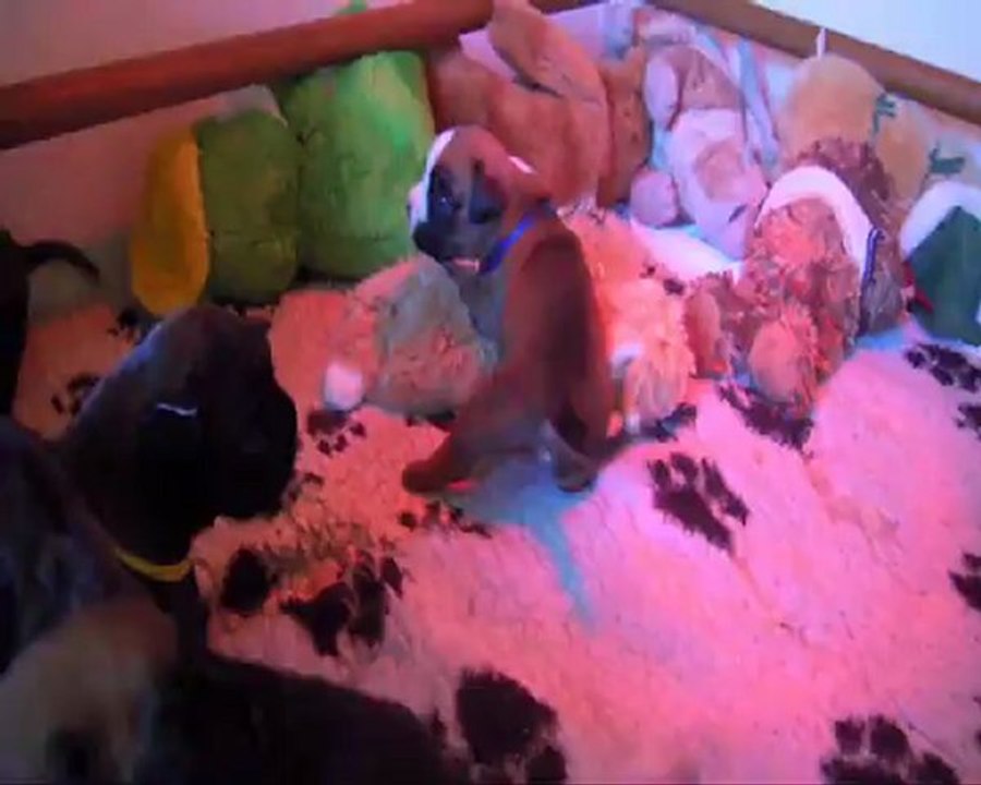 Les Bibous à 18 jours, 2012-09-06  (CHEYENNE de SAINT QUINIS X UCELLO du DOLON / Portée des "H" 2012)