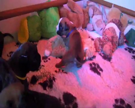 Les Bibous à 18 jours, 2012-09-06 (CHEYENNE de SAINT QUINIS X UCELLO du DOLON / Portée des H 2012)