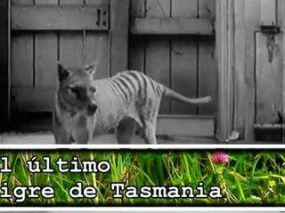 El último Tigre de Tasmania moría el 7 de septiembre 1936