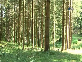 DHM 2012 - SEM 37 - Desserte forestière de Rimbach