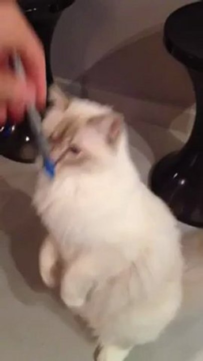 Pacha, sacré de birmanie lilac tabby,  7 septembre 2012