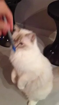 Pacha, sacré de birmanie lilac tabby, 7 septembre 2012