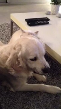 Pacha et Ambre 7 septembre 2012