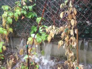 derrière le poulailler 2