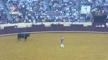 EMANUEL INJAI DOS AMADORES DA CHAMUSCA PEGA TOIRO DE MARIA GUIOMAR CORTES MOURA NO CAMPO PEQUENO