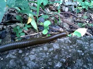 Le mille-pattes a Lang San