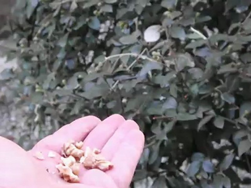 Mésange qui vient dans la main