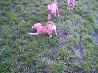 vidéo du 07.09.2012 des 5 frangines ...