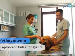 Köpeklerde Kulak Muayenesi