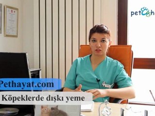 Köpeklerde Dışkı Yeme