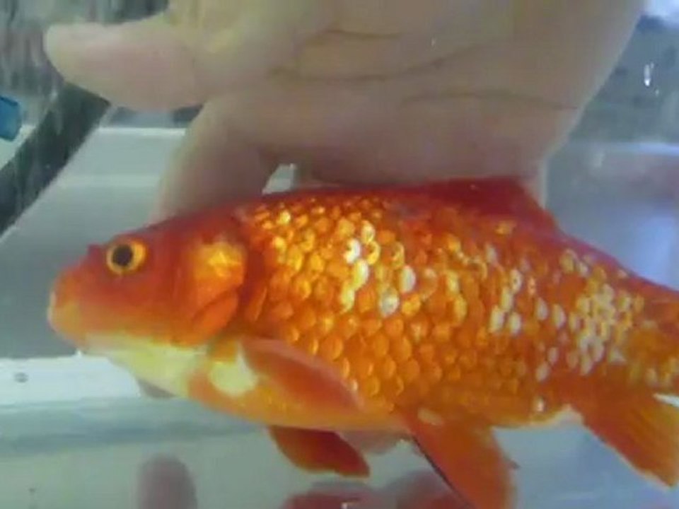 Fish Anesthesia