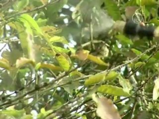 Клещ атакует плантации колумбийского кофе