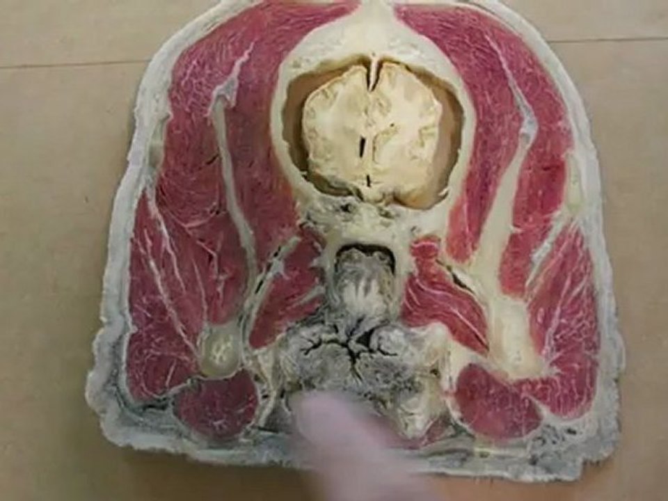 Anato I  Musculo temporal , Digastrico , pterigoídeo  , masetero