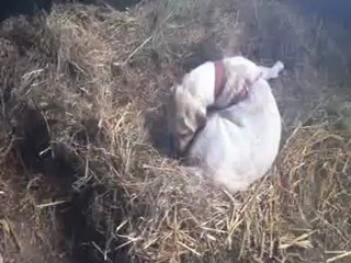 250812 chiots naissance