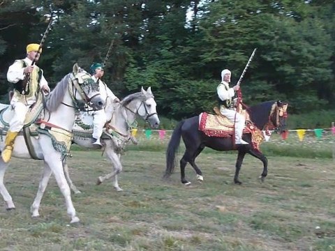 Les Fantasias de Salmiech- 2012 Ouali etalon arabe barbe noir