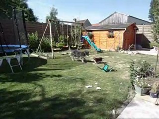 Kica joue dans le jardin