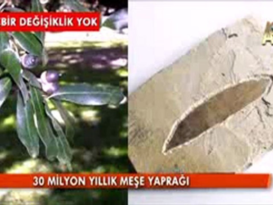 FOSİLLER "EVRİM YOK" DİYOR