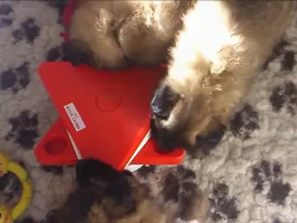 Chiots Tervueren Aunix x Evy