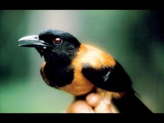 Canon EOS Rebel T3i Black Friday Best price