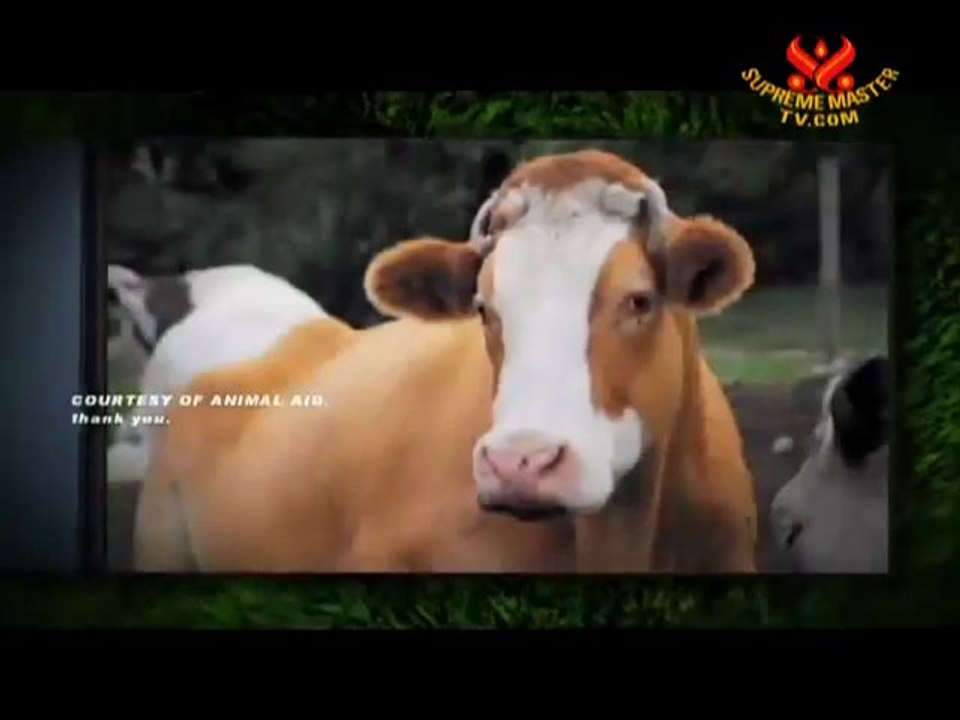 Milk is Murder for Cows and Calves