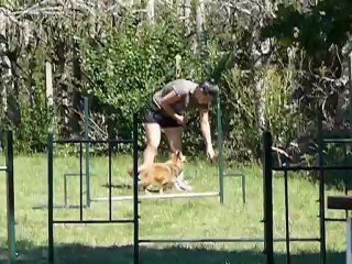 les débuts de Gossip Girl du GCA en agility