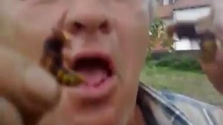 Un homme mange deux frelons vivants / he eat two living hornets