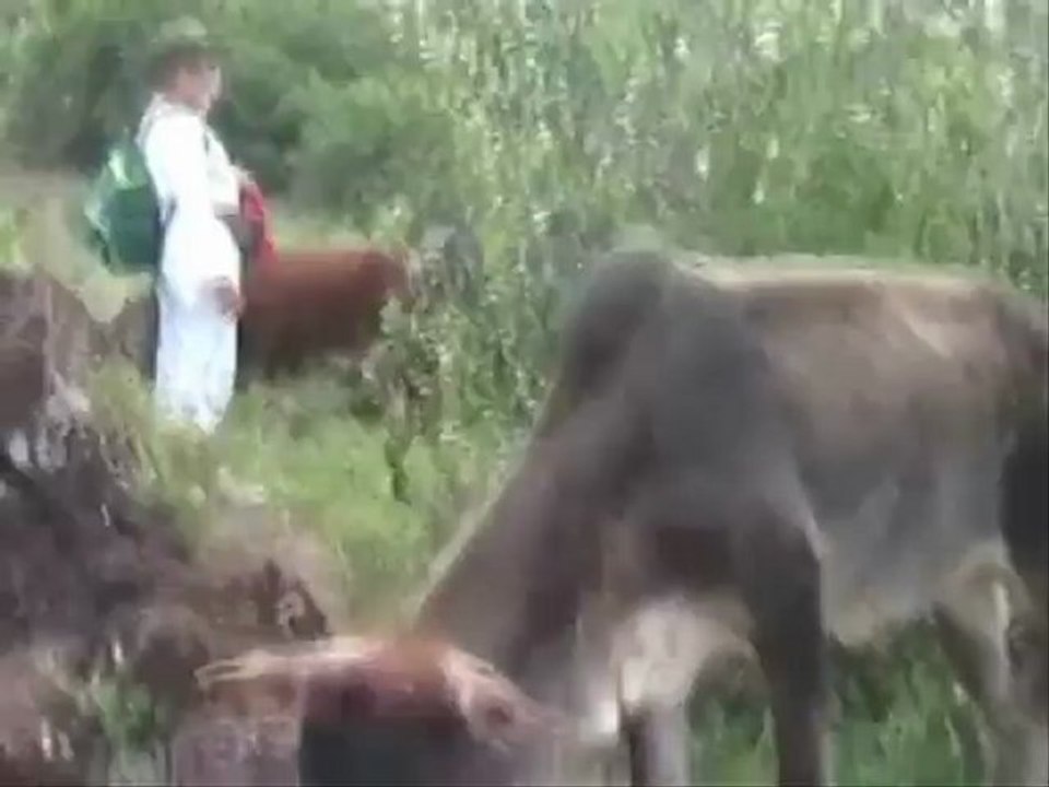 Mamimica et les tortues du lagon de Mayotte