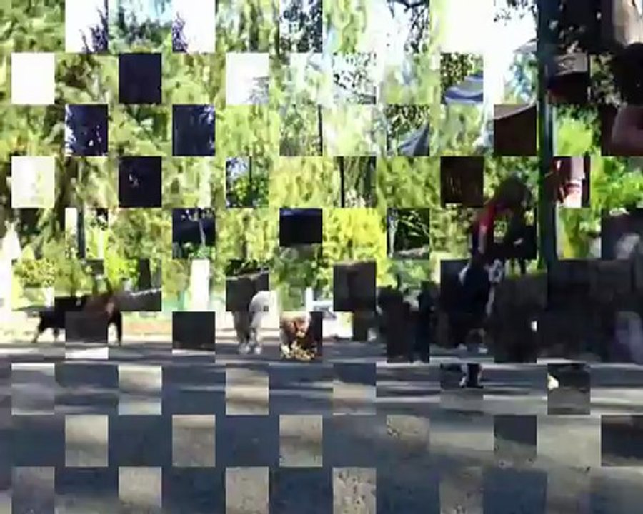 video chiots 36j